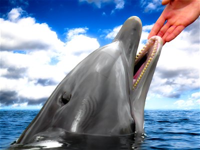 Dolphin Hand photo