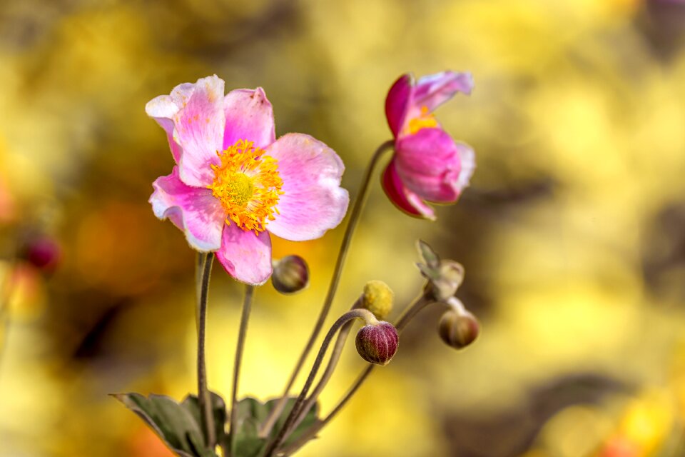 Bloom pink petals