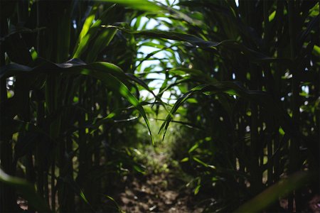 Corn Field photo
