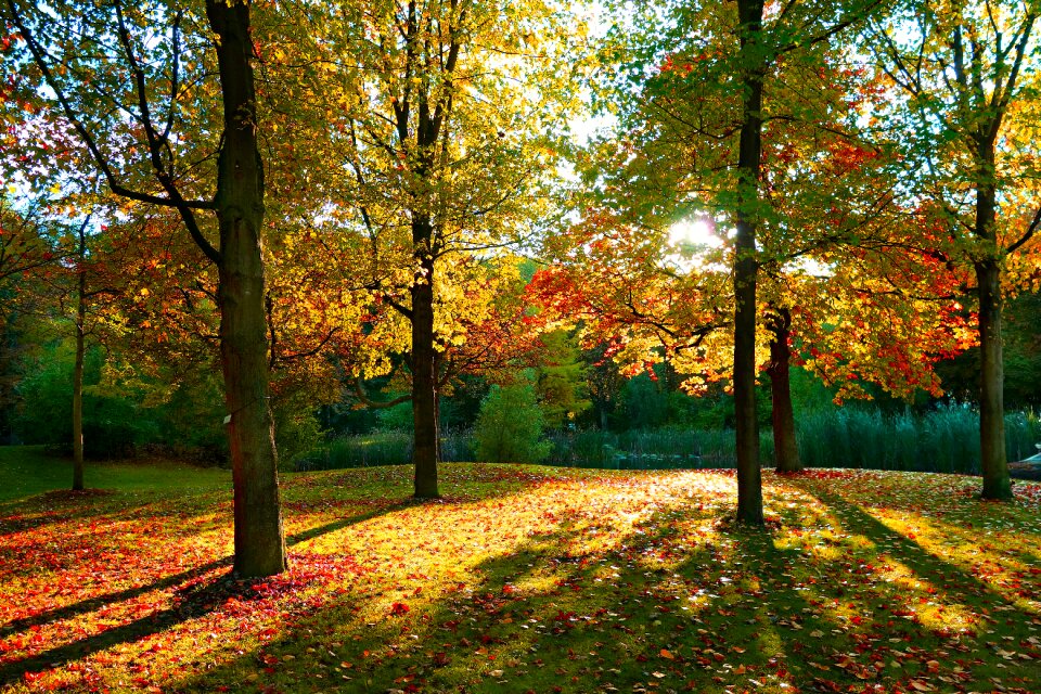 Long shadows autumn color forest