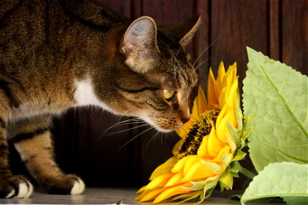 Cat Sunflower Smell photo