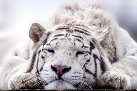 White Tiger Sleeping photo