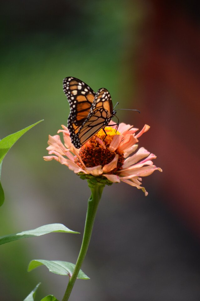 Insect nature summer photo