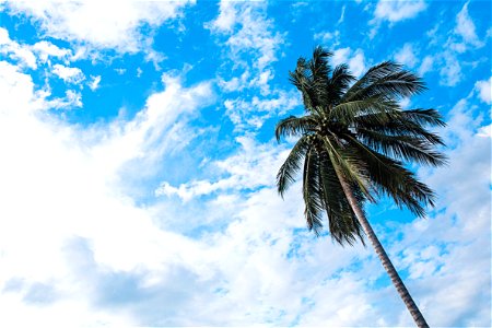 Palm Tree Sky photo