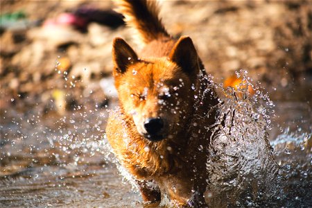 Dog Splash photo