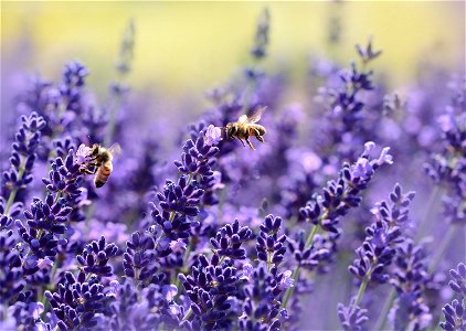 Lavender Honeybee photo