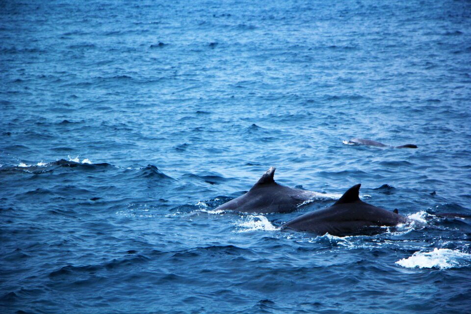 Sea blue dolphins