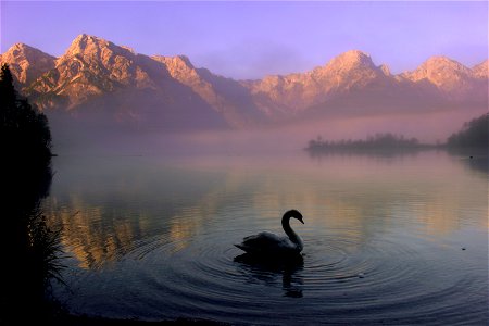 Swan Lake Fog photo