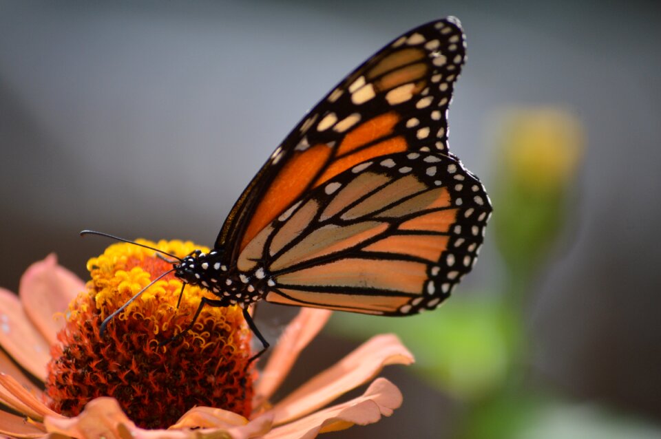 Insect nature summer