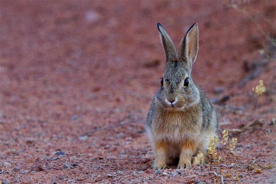 Desert Cottontail