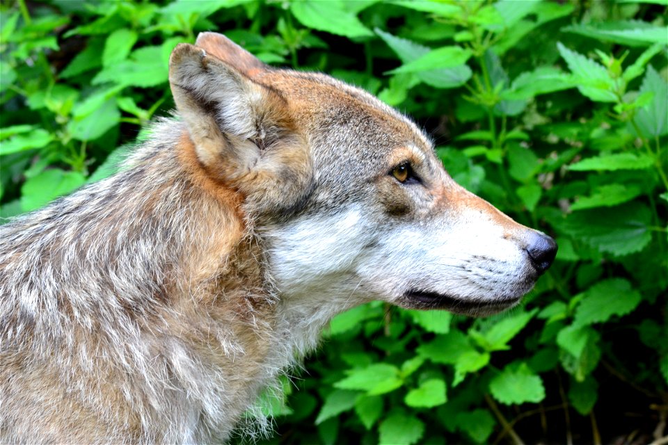 Wolf Animal