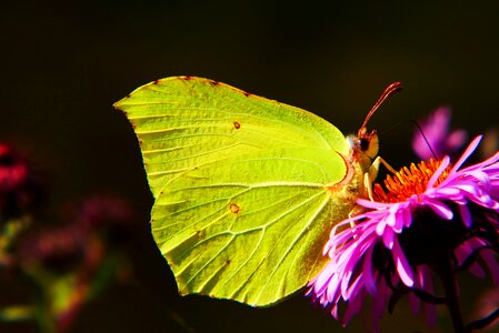 Flower apiformes animals