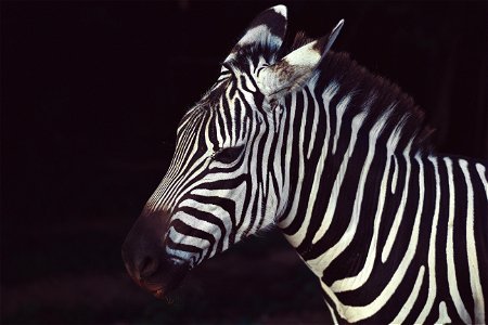 Zebra Animal photo