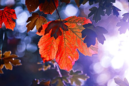 Autumn forest colorful