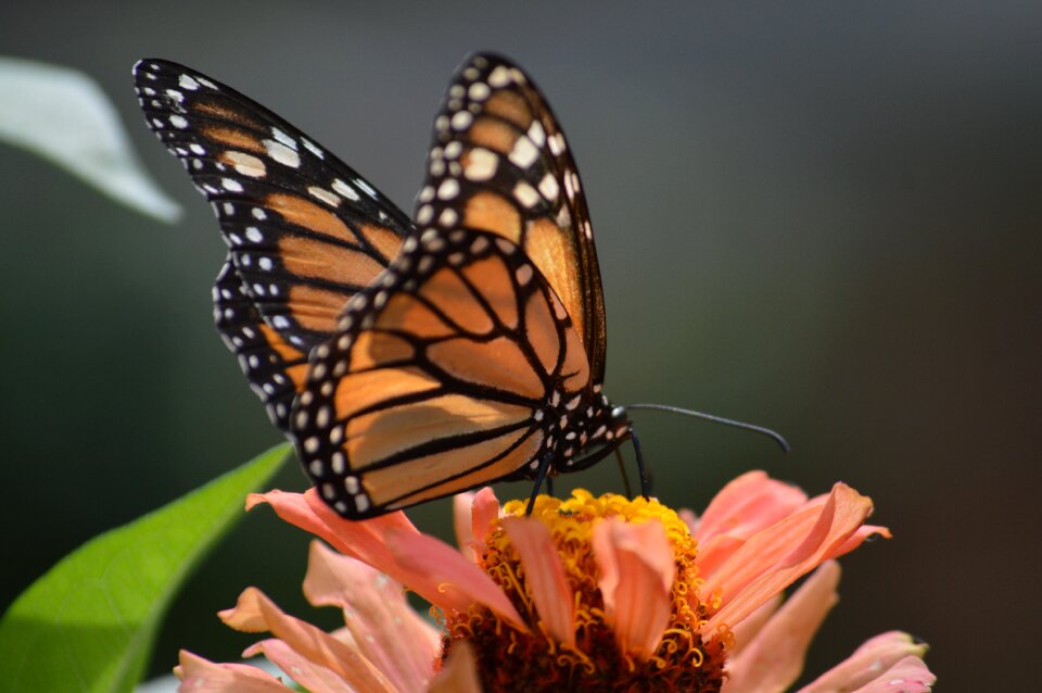 Insect nature summer