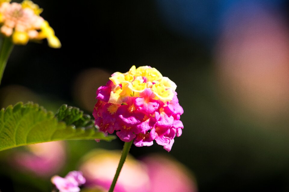 Flower summer yellow photo