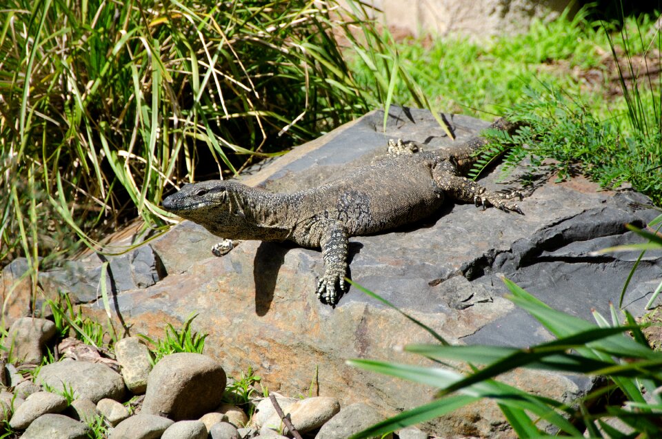 Reptile lizard wildlife