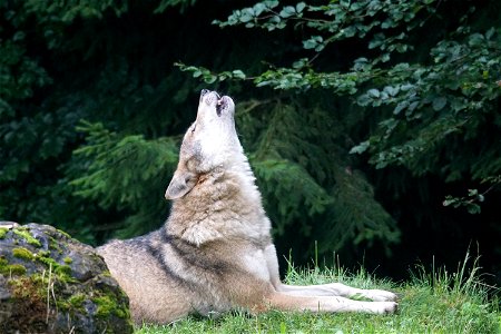 Wolf Howling photo
