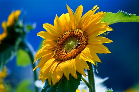 Sunflower Bee photo