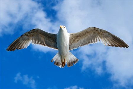 Seagull Bird photo