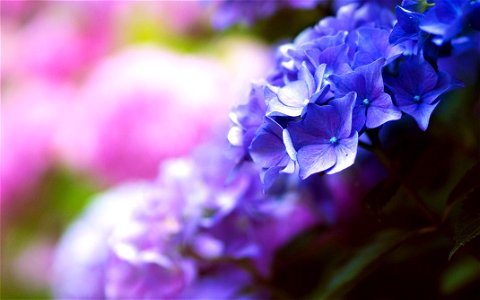 Hydrangea Flower photo