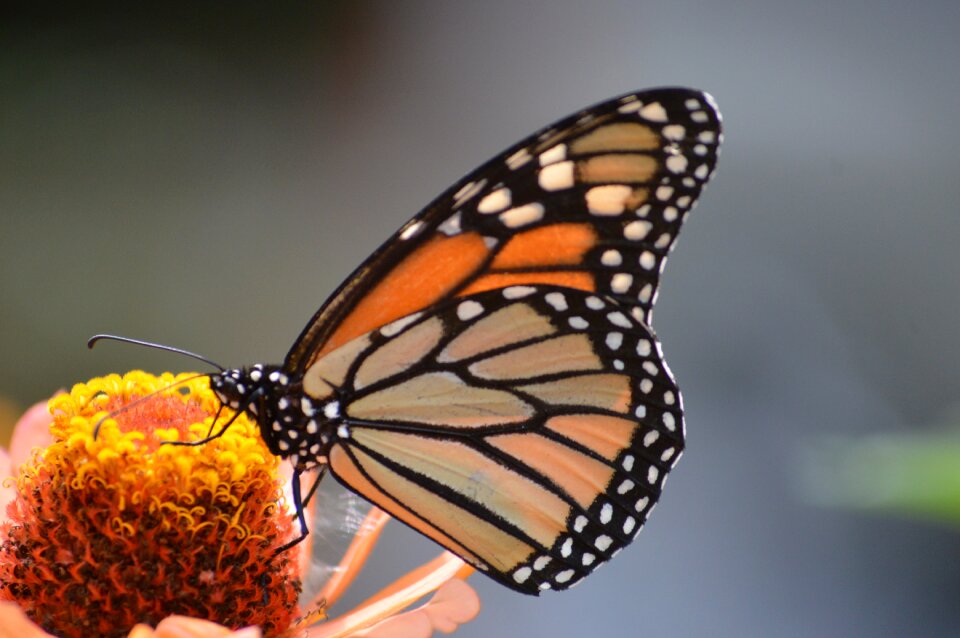 Insect nature summer
