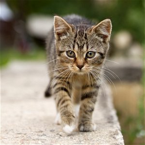 Kitten Cat photo