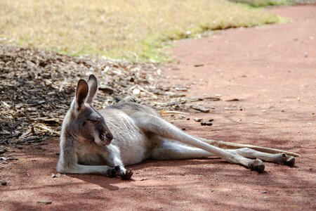 Australian fauna eastern grey photo