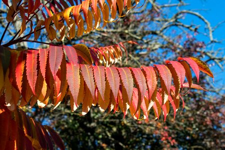 Colorful bright autumn