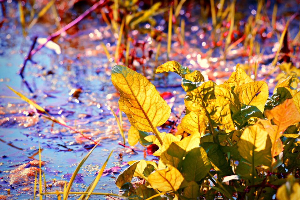 Aquatic vegetation autumn color back lighting