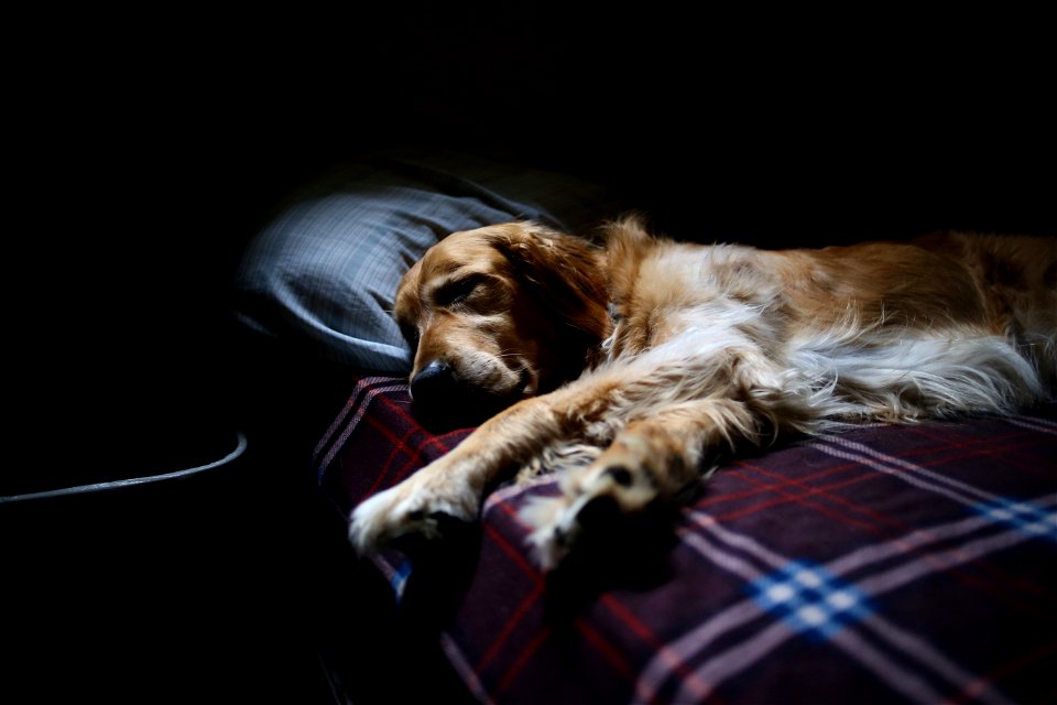 Golden Retriever Sleeping