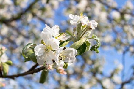 Flower branch apple