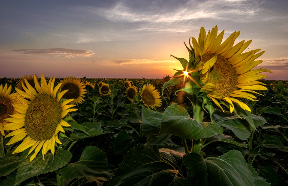 Sunflower Field Sunset