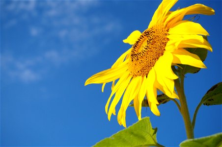 Sunflower Sky Summer photo