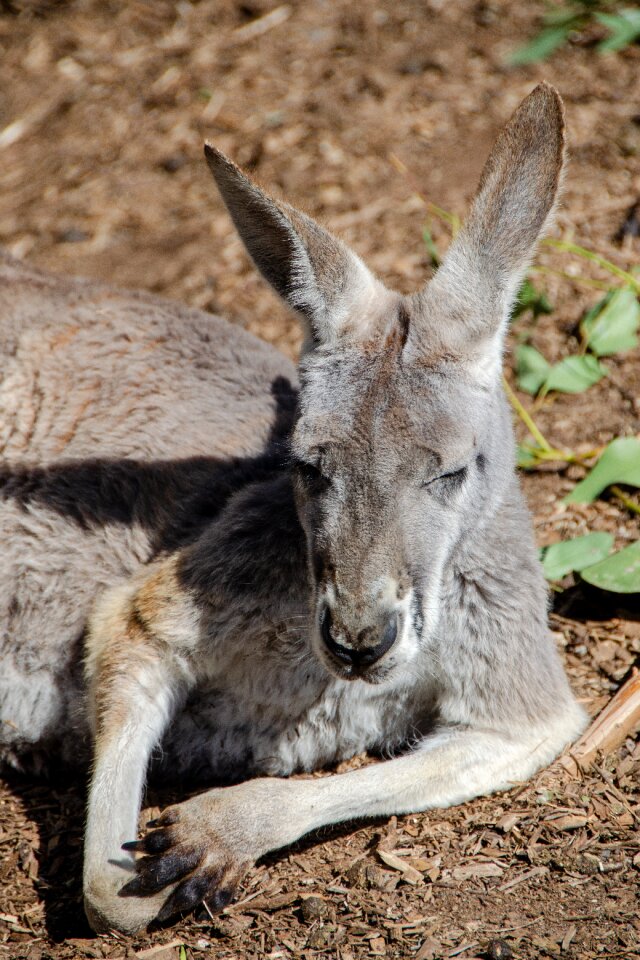 Animal australian fauna