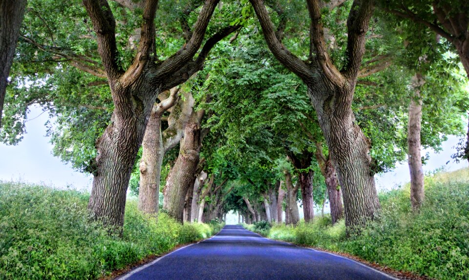 Road baltic sea forest