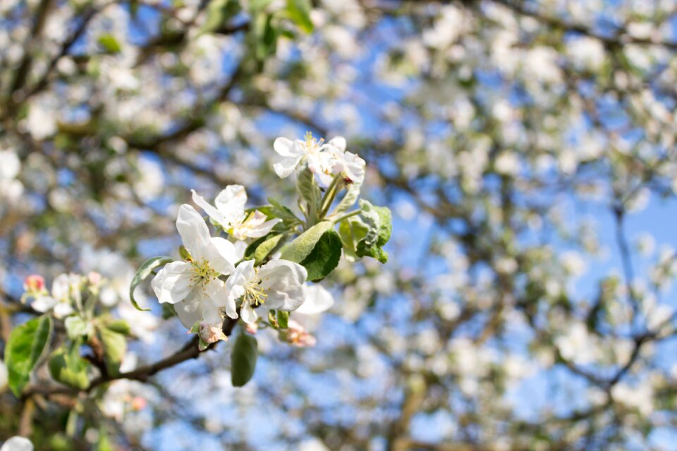 Season plant apple