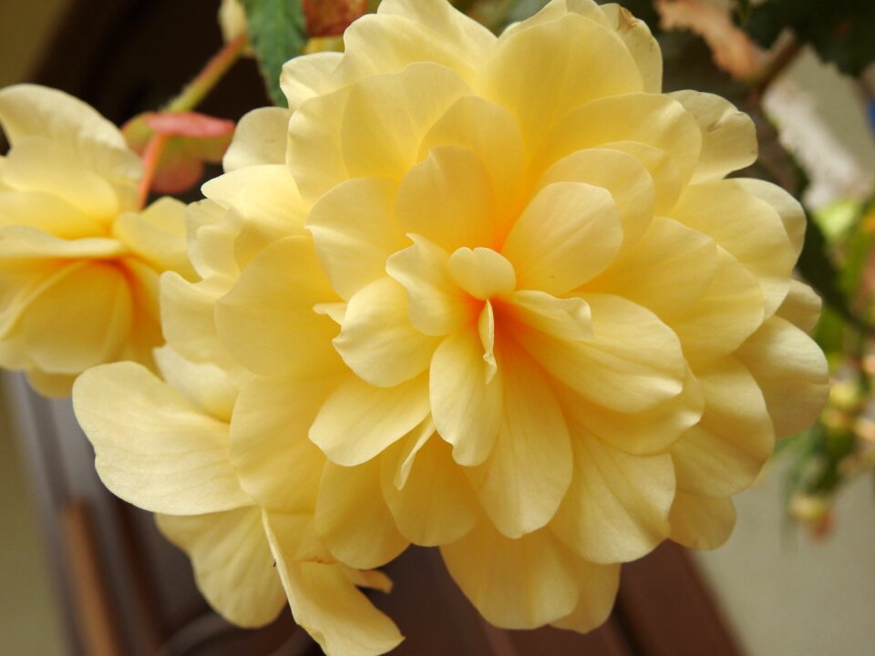 Summer garden nature