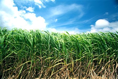 Sugarcane Field photo