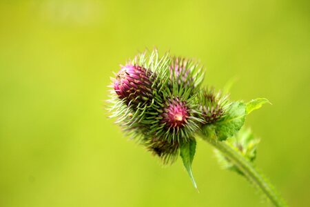 Barbed summer nature