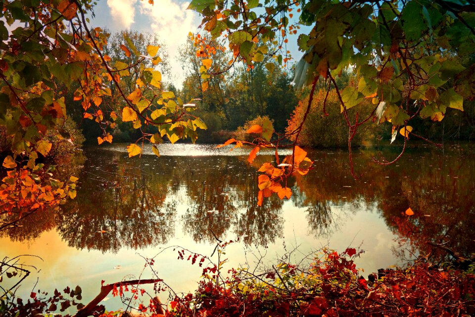 Branch tree reflection