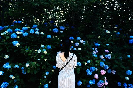 Hydrangea Woman photo