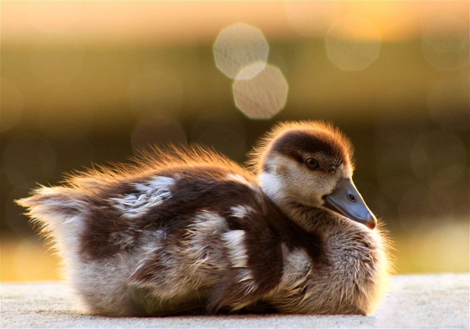 Duck Chick