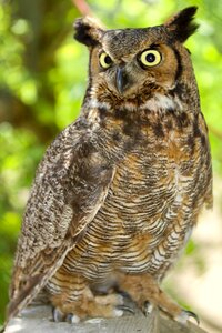 Nocturnal looking brown owl