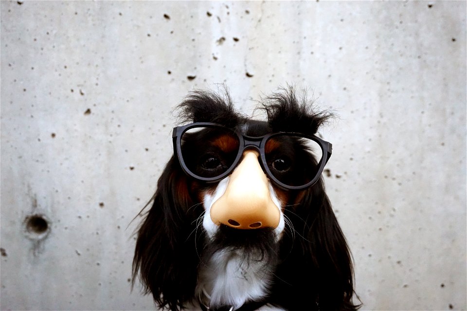 Cavalier King Charles Spaniel