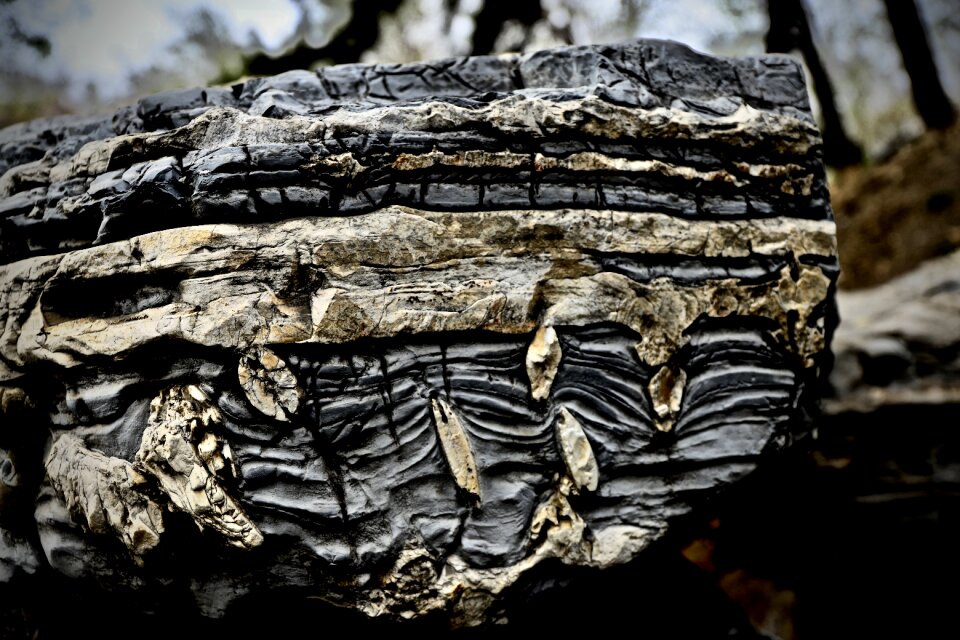 Texture nature surface