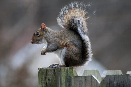 Small mammal outdoors