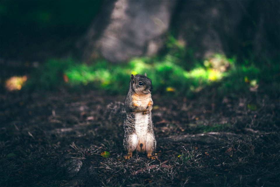 Squirrel Standing