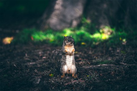 Squirrel Standing photo
