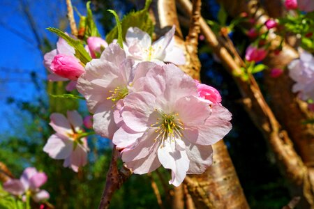 Cherry tree sakura japanese photo